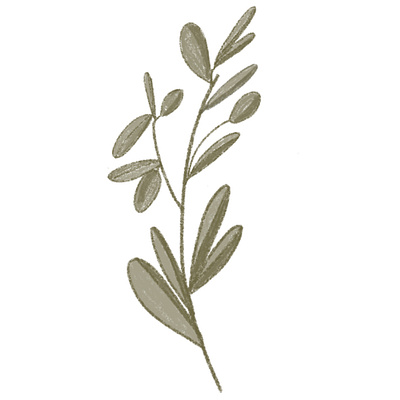 Olive branch.Botanical illustration.Hand draw art. hand drawn